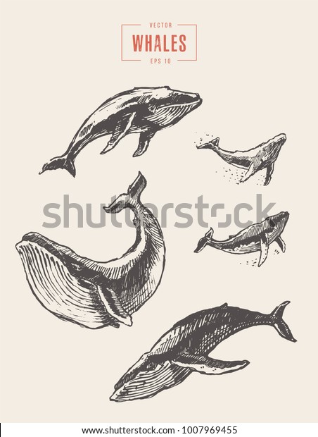 リアルなクジラのコレクション 手描きのベクトルイラスト スケッチ のベクター画像素材 ロイヤリティフリー Shutterstock