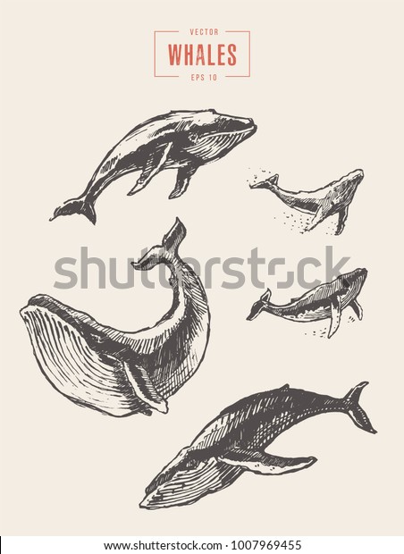 Collection Realistic Whales Hand Drawn Vector Stock Vector Royalty Free