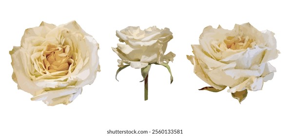 Colección de rosas blancas realistas