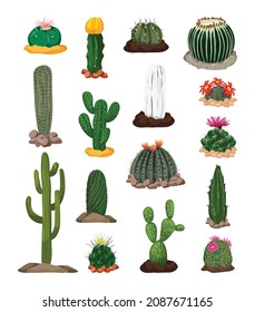 Collection of realistic wild cacti. Detailed illustrations.