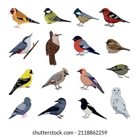 Collection of realistic winter birds. Detailed illustrations.