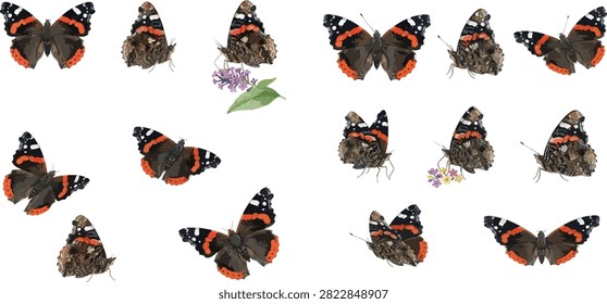 A collection of Red Admiral butterflies, some with wings open, some closed, and a few near small purple flowers, all isolated on a white background.