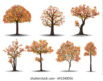 colección de árbol de otoño rojo aislado en fondo blanco, ilustración vectorial