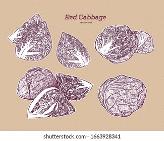 Collection of red cabbage, hand draw sketch vector.
