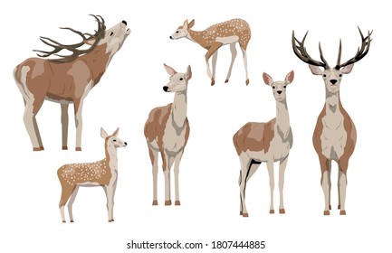 Collection red deer Isolated on white background. Females, males with branched horns and pups with spots. Noble deer. Vector illustration