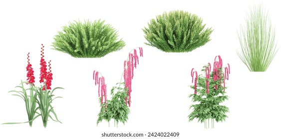 collection of red gladiolus,Love-Lies-Bleeding flower plants,Grass beautiful isolated on white background