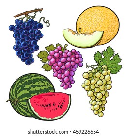Collection of red, green and purple grapes, melon and watermelon, vector illustration isolated on white background. Set of fresh ripe grapes, whole and sliced melon watermelon, juicy summer fruits