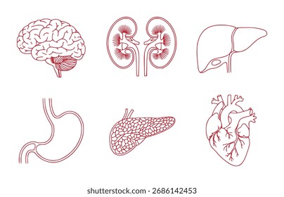 A collection of red line art illustrations depicting various human organs including the brain, kidneys, liver, stomach, pancreas, and heart, set against a clean white background.