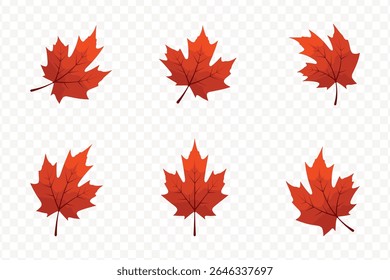 Collection of red maple leaf illustrations on transparent background for fall designs. Perfect for seasonal projects, educational materials, and nature-themed graphics.