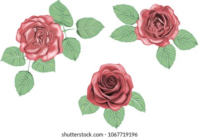 Collection of red roses  for design