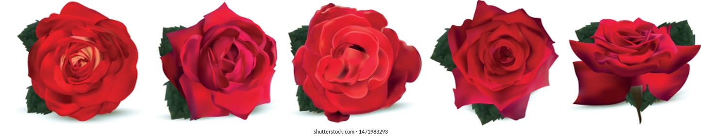 Collection red roses on white background. Icon set. Texture red rose close up. Summer, nature. Vector illustration.