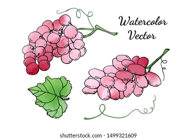 Collection of red vector grapes. Cute cartoons with watercolor texture. Food background. Fall harvest set.  Wine, juice, thanksgiving. Hand drawn design elements. For postcards, greetings, cards, logo
