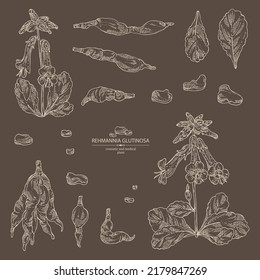 Collection of rehmannia glutinosa: rehmannia plant, leaves, rehmannia flowers and rehmannia glutinosa root. Cosmetic, perfumery and medical plant. Vector hand drawn illustration.