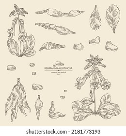 Collection of rehmannia glutinosa: rehmannia plant, leaves, rehmannia flowers and rehmannia glutinosa root. Cosmetic, perfumery and medical plant. Vector hand drawn illustration.