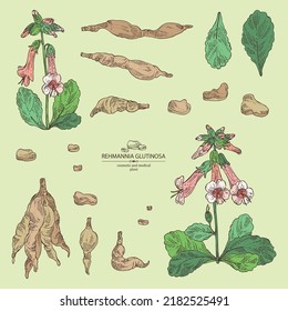 Collection of rehmannia glutinosa: rehmannia plant, leaves, rehmannia flowers and rehmannia glutinosa root. Cosmetic, perfumery and medical plant. Vector hand drawn illustration.