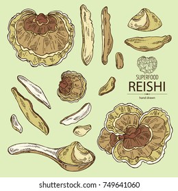 Collection of reishi: mushroom, powder and a bit of reishi. Super food. Vector hand drawn illustration