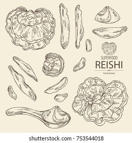 Collection of reishi: mushroom, powder and a bit of reishi. Super food. Vector hand drawn illustration