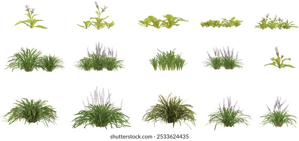 Collection of reptans,pumilus,variegata plants isolated on transparent Canvas