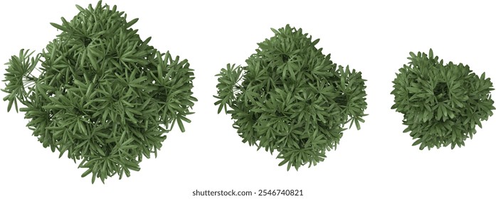 Collection of Rhapis excelsa plants on transparent background from the top view