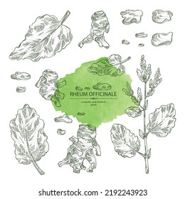 Collection of rheum officinale: rheum officinale plant, leaves and rheum officinale roots. Chinese rhubarb. Cosmetic, perfumery and medical plant. Vector hand drawn illustration.