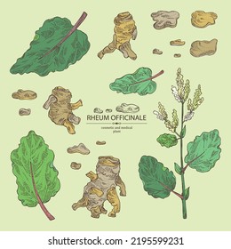 Collection of rheum officinale: rheum officinale plant, leaves and rheum officinale roots. Chinese rhubarb. Cosmetic, perfumery and medical plant. Vector hand drawn illustration.