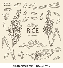 Collection Of Rice, Plant, Grain Of Rice, Leaves, Chopsticks. Vector Hand Drawn Illustration