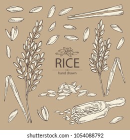 Collection of rice, plant, grain of rice, leaves, chopsticks. Vector hand drawn illustration