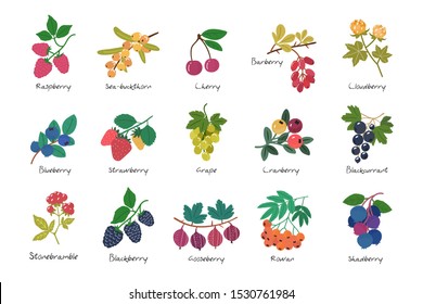 Collection of ripe berries isolated on white background. Cherry. Seabuckthorn. Raspberry. Blueberry. Strawberry. Cloudberry. Gooseberry. Grape. Currant. Rowan. Shadberry. Stoneberry.