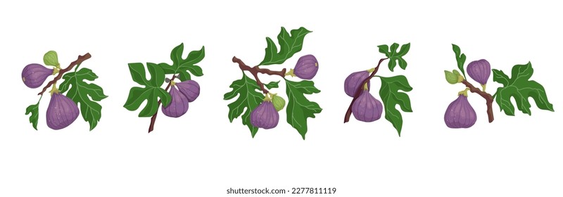 Collection of ripe fruits and leaves of a fig tree, vector graphics.	