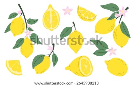 Collection of ripe lemons. Whole, half, sliced ​​lemon slices. Citrus leaves and flowers. Vector illustration.