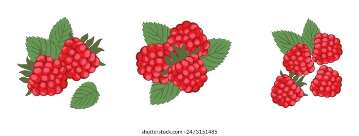 Collection of ripe raspberries with leaves isolated on white background. Natural summer fruits, vector illustration. Ingredient for juices, jams, yoghurts, compotes. Packaging design layout, marketing