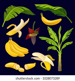 Collection of ripe yellow bananas, green leaves and palm tree. Tropical fruit design. Natural graphic elements. Detailed vector illustration