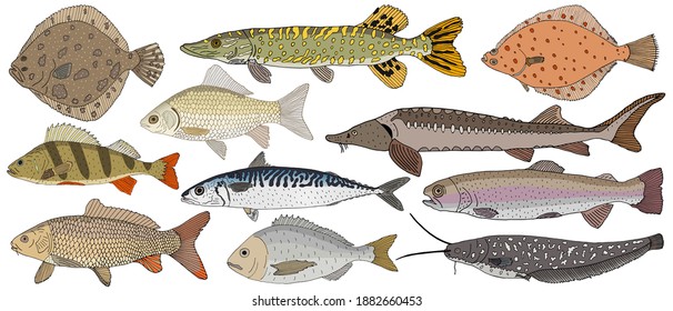 Collection Of River And Sea Fish Hand Drawn, Isolated. Turbot And Pike And Flounder And Perch And Crucian Carp And Sturgeon, Carp And Mackerel, Dorado, Rainbow Trout And Catfish. Vector Illustration