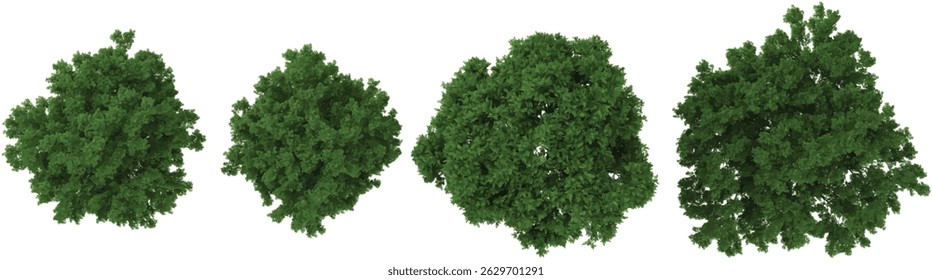 Collection of Robinia,Ulmus trees on transparent background from the top view