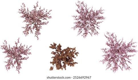 collection of Rohan Obelisk,Japanese Cherry trees isolated on white background from top view