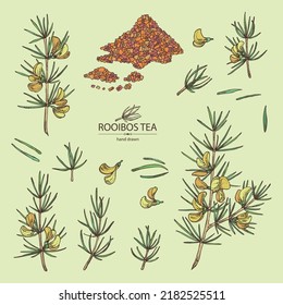 Collection of rooibos: aspalathus linearis plant, rooibos leaves, aspalathus flowers and rooibos tea. Aspalathus linearis. Vector hand drawn illustration.