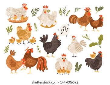 Collection of rooster, hen and chicks isolated on white background. Bundle of chicken with brood. Cute lovely family of domestic fowl or poultry birds. Childish flat cartoon vector illustration.