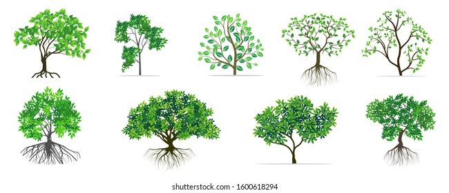 Collection of rooted green leaf shade plants. Mangrove trees with white background. Illustration vector