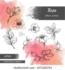 Collection of Rosa canina . Detailed hand-drawn sketches, vector botanical illustration.