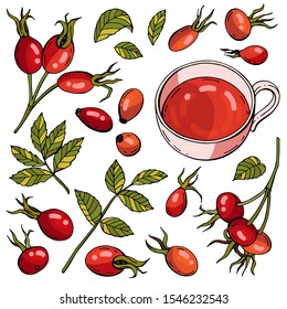 Collection of rose hips. Hand drawn colorful branches, berries and leaves. Brewed rose hips in a Cup. For packing rosehip advertising