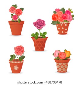 collection of rose planted in ceramic pots for your design