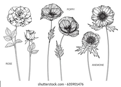 Collection of Rose, Poppy, Anemone flowers drawing and sketch with line-art on white backgrounds.