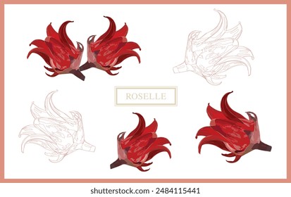 A collection of Roselle in various shapes and sizes, arranged in a seamless pattern on a white.