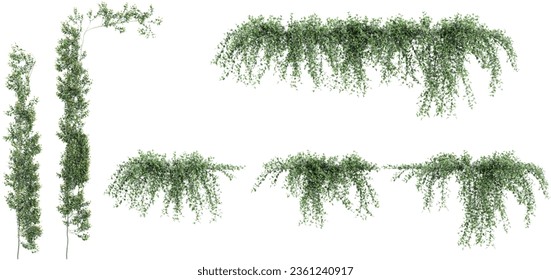 Collection of Rosemarinus officinalis prostrate, Creeping resemary  on isolated transparent background