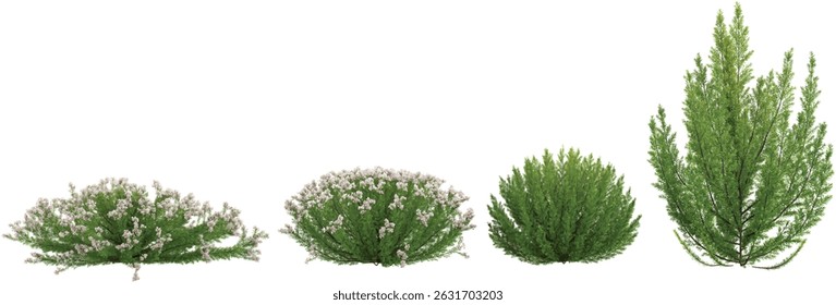 Collection of Rosemary plants on transparent background