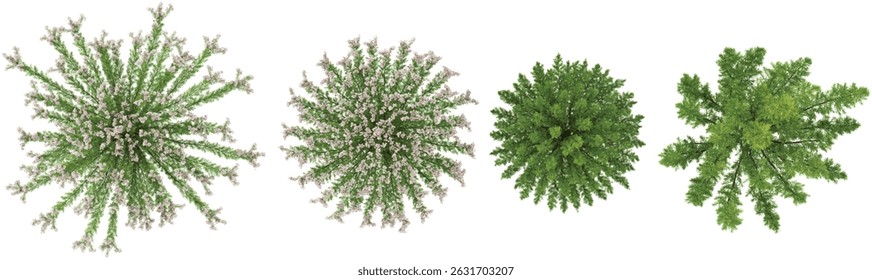Collection of Rosemary plants on transparent background from the top view