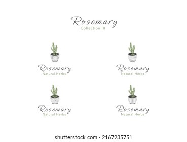 The collection of rosemary tiny tree in a clay pot vector ep03