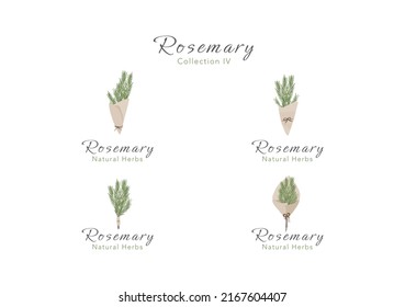 Colección de romero diminuto en un vector de cacerola