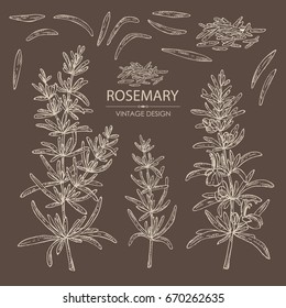 Collection of rosemary. Vector set hand drawn illustration