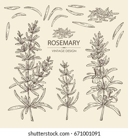 Collection of rosemary. Vector set hand drawn illustration.